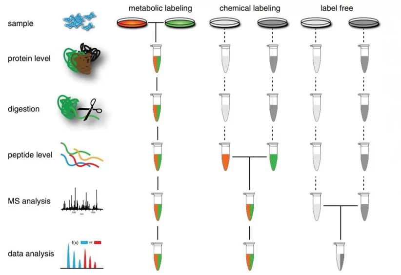 Figure 4: Categories of Proteomes Distinct Based on Labeling Techniques